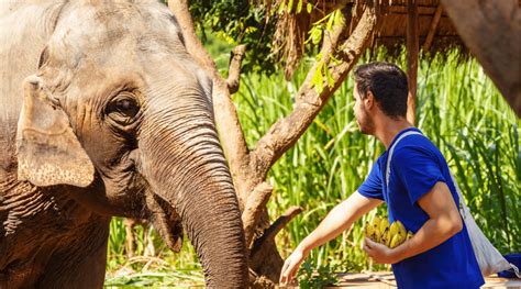 Support Elephant Conservation