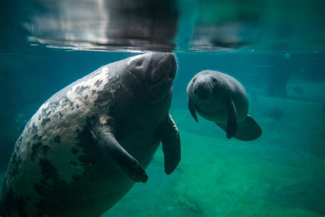 Support for Manatees