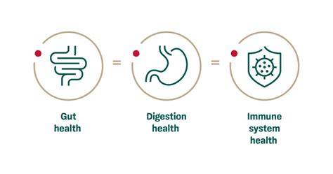 Supporting Digestive Health and Immunity