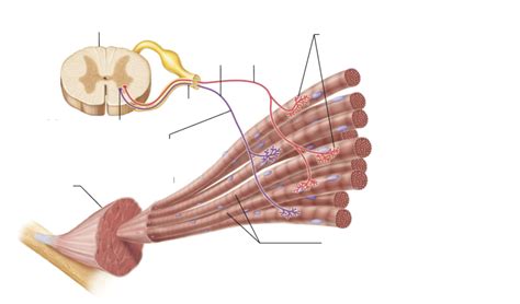Supporting Nerve and Muscle Function