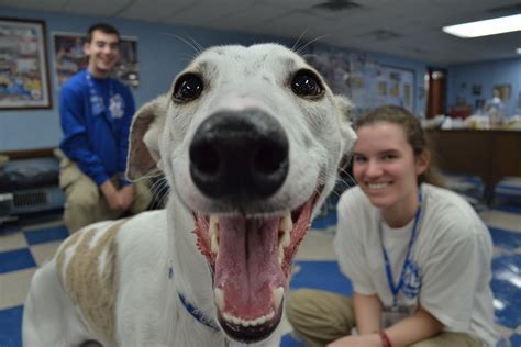 Supporting Rescue Organizations Financially