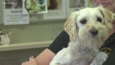 Supporting Small, Local Dog Rescue In Va Efforts