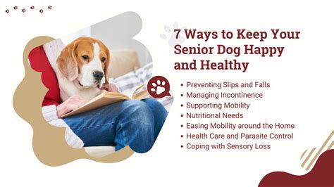 Supporting Your Senior Dog at Home