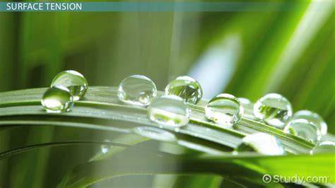 Surface Tension Real World Examples - thesolvify