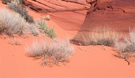 Surviving on Scanty Vegetation