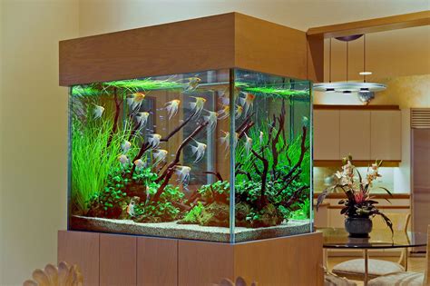 Sustainability Used Fish Tank