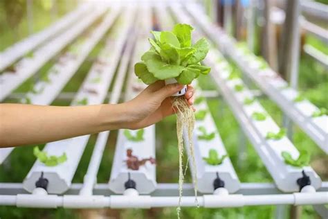Sustainable Agriculture in Hydroponic Setup