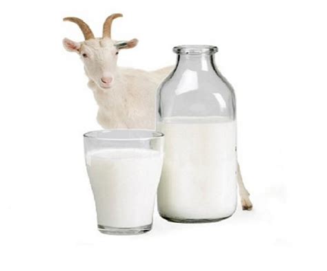 susu kambing etawa