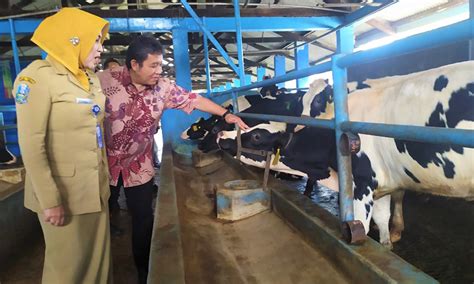 Susu sapi berkualitas tinggi Indonesia