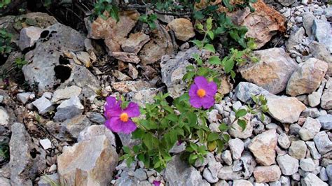 Suttaterra Forest Flora