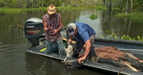Stirring the Brave Heart Within: Experience the Thrilling Soundtrack of Swamp People Theme Song