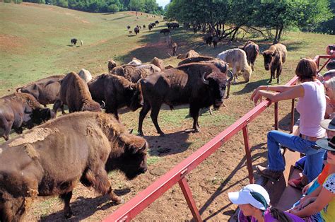 Swann Ridge Bison Farm