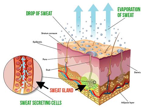 Sweat: Formation, Disorders & Effective Solutions