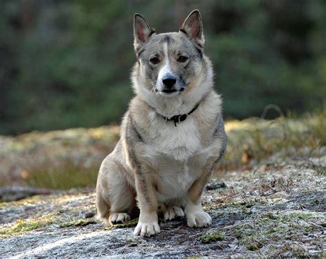 Swedish Vallhund Puppies, Rescue, Pictures, Information, Temperament