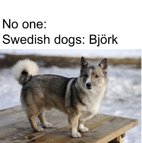 Swedish Dog Meme