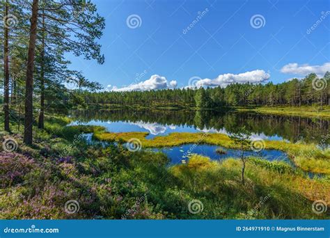 Swedish Pine Lake