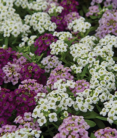 Sweet Alyssum for Fragrant Ground Cover