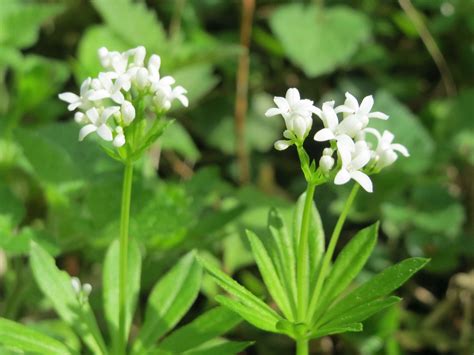 Sweet Woodruff