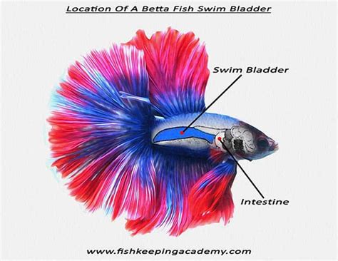 Swim Bladder Betta Fish