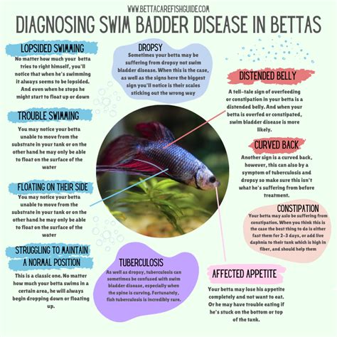 Swim Bladder Disease Betta Fish