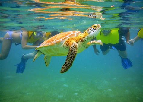 Swim with turtles