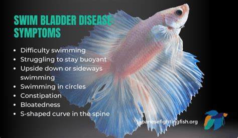Swimming Bladder Disease Betta Fish