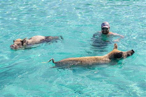 Swimming Pigs Experience