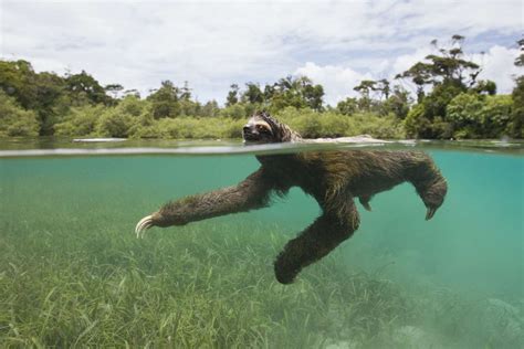 Swimming Sloth
