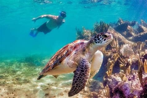 Swimming With Turtles Experience