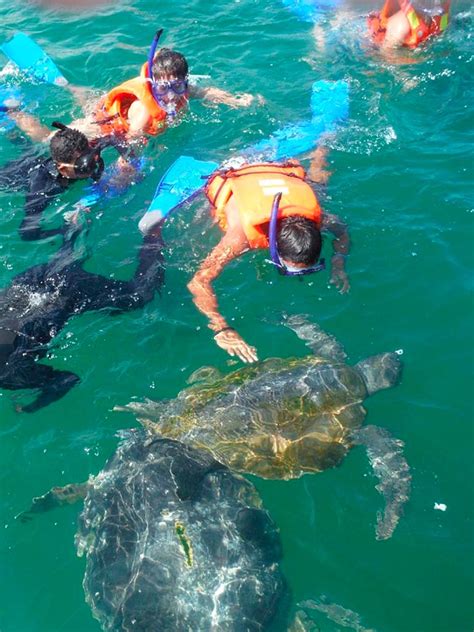 Swimming With Turtles Mancora