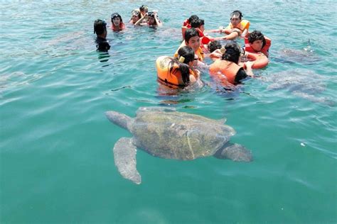 Swimming with Sea Turtles Peru