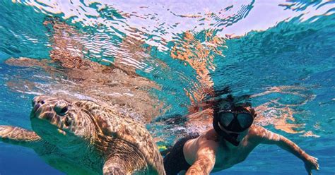 Swimming with Turtles Experience
