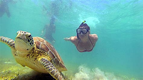 Swimming with Turtles Tips