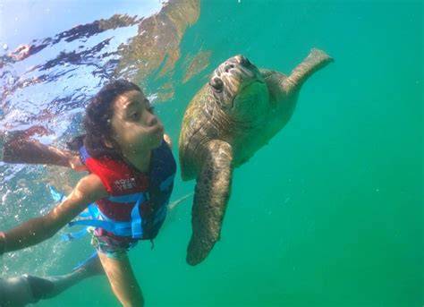 Swimming with turtles Peru