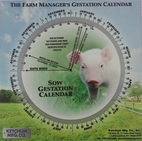 Swine Breeding Calendar