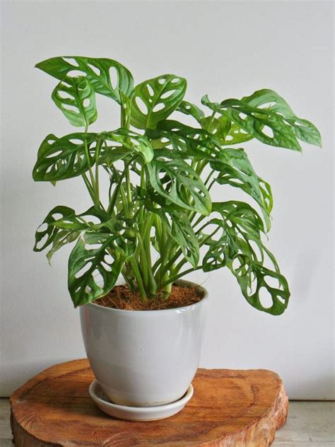 Swiss Cheese Plant