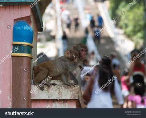 Swoyambhunath Monkeys