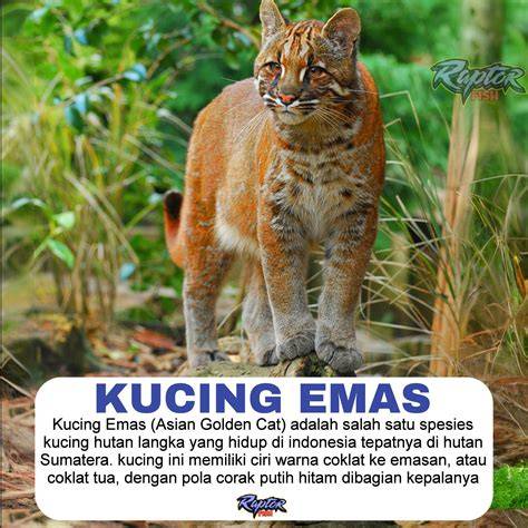Syair Kucing Emas