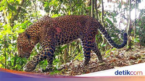 Syair Macan Tutul