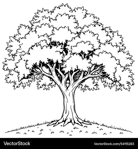 Sycamore Tree Coloring Page
