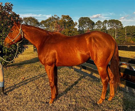 Sydney Jordan Performance Horses