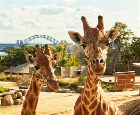 Sydney Zoo