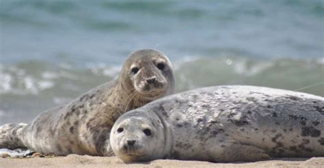 Sylt Seal Watching Boat Tour From List: Is It Worth It?