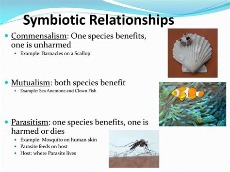Symbiotic Relationships