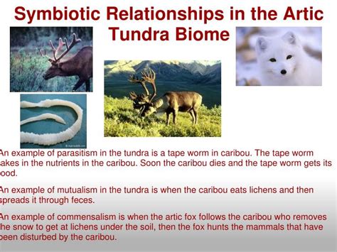Symbiotic Relationships Tundra