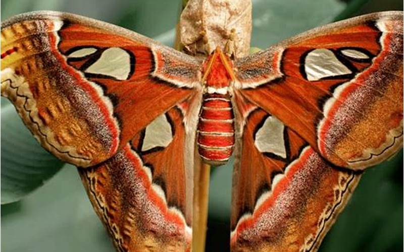 What Do Moths Symbolize in the Bible?