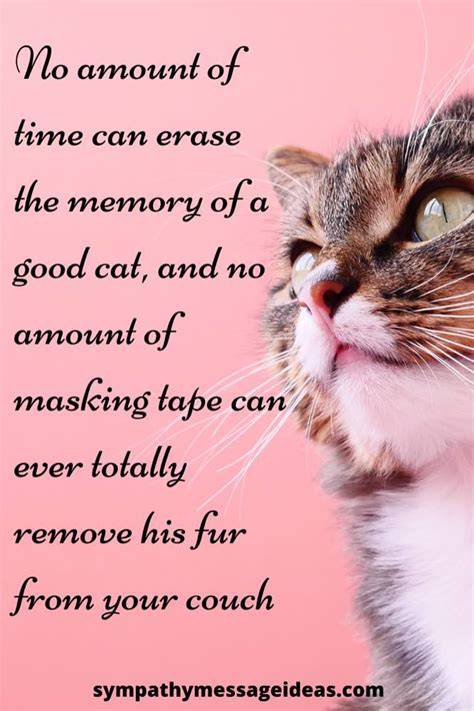 Sympathy Quotes For Losing A Cat