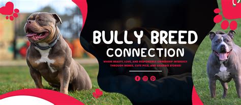 Synonym Breed Connection