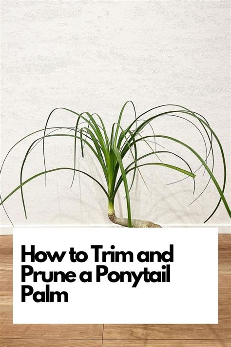 Keep It Fresh: Essential Care and Maintenance Tips