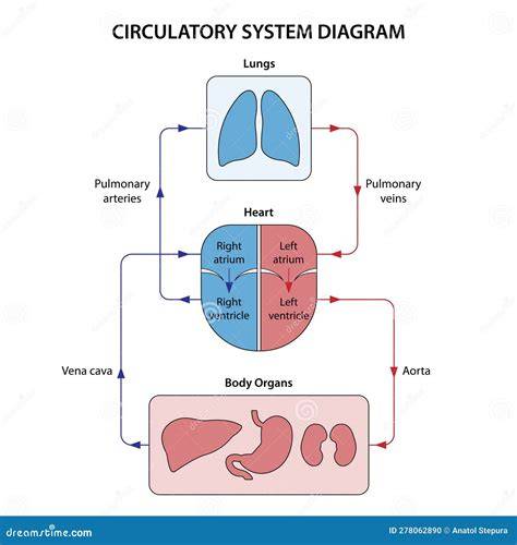 Systemic Circulation Flow Chart